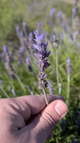 Image of Lavandula dentata by (c) Fran, some rights reserved (CC BY)