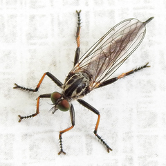 Neoitamus cyanurus