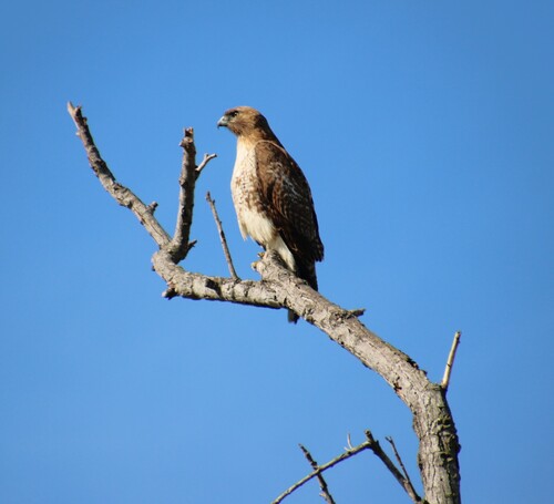 iNaturalist observation photo of Red-tailed Hawk