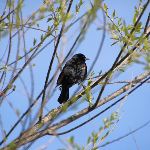 iNaturalist observation photo of Red-winged Blackbird