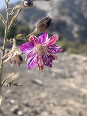 Angelina Marín Rojas, CC BY, iNaturalist via GBIF Malesherbia linearifolia, photograph Angelina Marín Rojas, CC BY, iNaturalist via GBIF