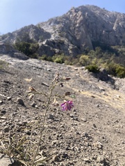 Malesherbia linearifolia, photograph Angelina Marín Rojas, CC BY, iNaturalist via GBIF