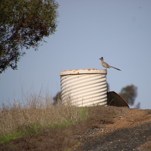 iNaturalist observation photo of Greater Roadrunner