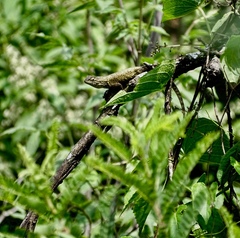 Sceloporus grammicus microlepidotus