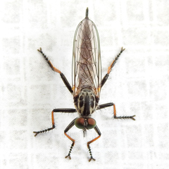 Neoitamus cyanurus
