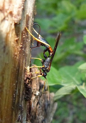 Echthrus adillae