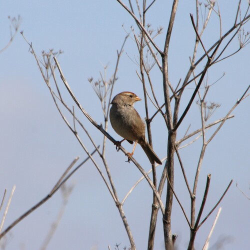 iNaturalist observation photo of White-crowned Sparrow