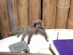 Avicularia rufa