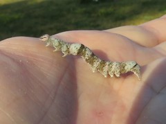 Parallelia bistriaris