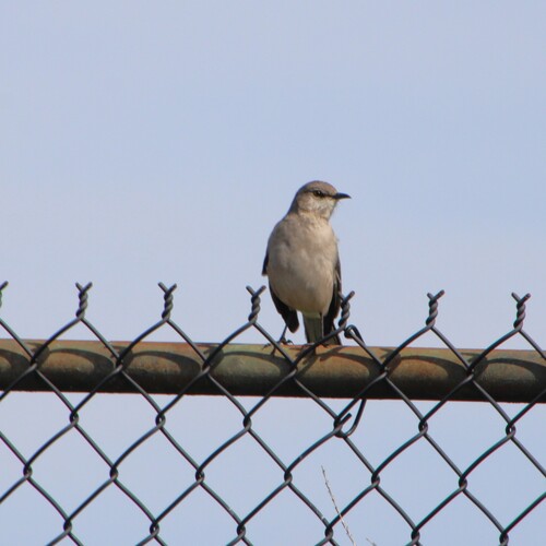iNaturalist observation photo of Northern Mockingbird