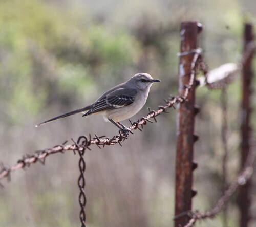 iNaturalist observation photo of Northern Mockingbird