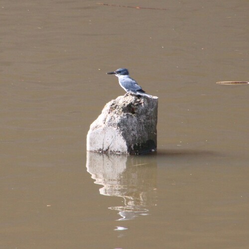 iNaturalist observation photo of Belted Kingfisher