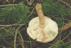 Lactarius kauffmanii