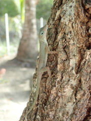 Anolis marmoratus