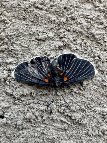 White-tipped Metalmark