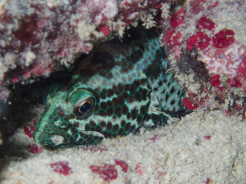 Coney (Cephalopholis cruentata) — Serranidae — 5