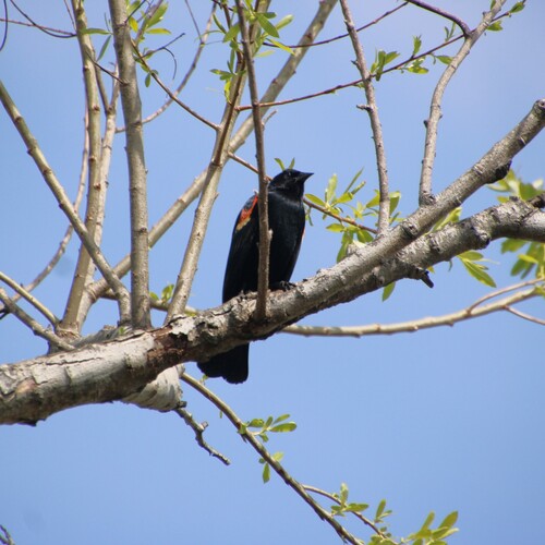 iNaturalist observation photo of Red-winged Blackbird