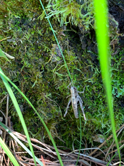 Chloealtis conspersa