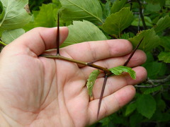 Crataegus columbiana