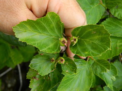 Crataegus columbiana