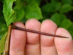 Crataegus columbiana