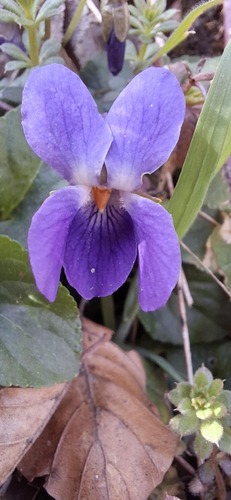 White violet (Viola alba)