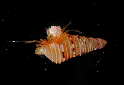 Pygmaeopagurus hadrochirus observed 2006-10-13