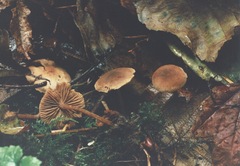 Naucoria escharioides