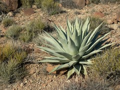 Agave simplex
