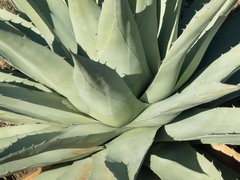 Agave simplex