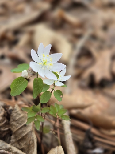 Thalictrum thalictroides