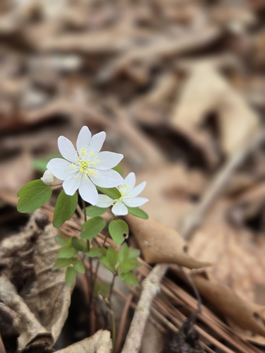 Thalictrum thalictroides