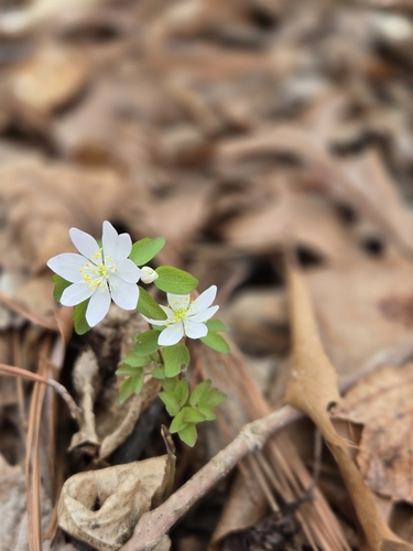 Thalictrum thalictroides