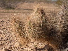 Grusonia