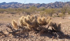 Grusonia