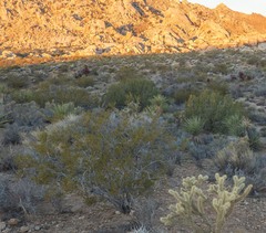 Juniperus californica