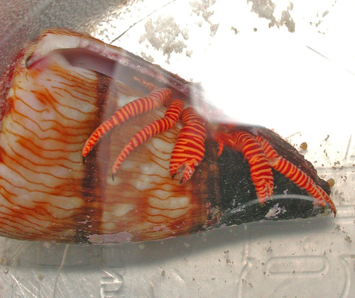 Trizopagurus observed 2006-10-14