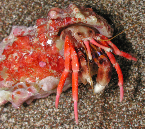 Calcinus laurentae observed 2006-10-14