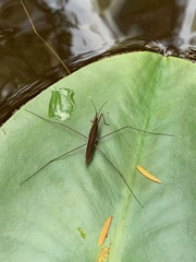 Limnoporus notabilis