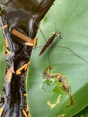 Limnoporus notabilis