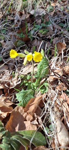 Primula veris