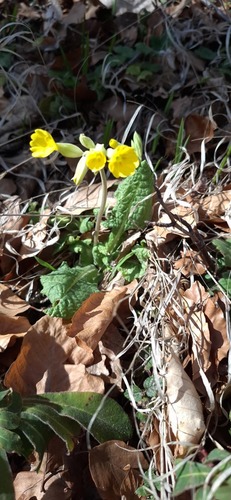 Primula veris