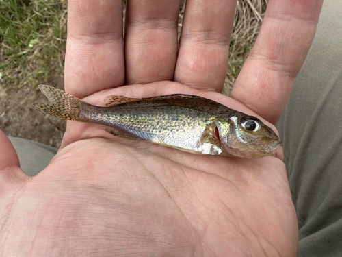 Ruffe (Gymnocephalus cernua) — Percidae