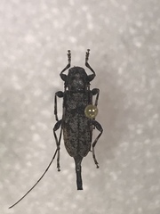 Acanthocinus pusillus