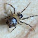 Dolichognatha pentagona - Photo (c) shespider, some rights reserved (CC BY-NC), uploaded by shespider