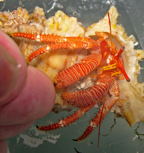 Ciliopagurus hawaiiensis observed 2006-10-12