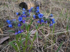 Pulmonaria angustifolia