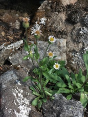Erigeron nivalis