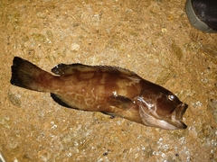 Mycteroperca bonaci