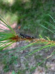 Dendrotettix quercus
